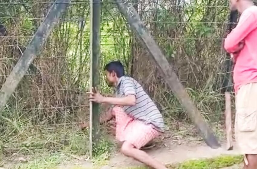 কাঁটাতার কেটে গরু নিয়ে গেল চোর!!