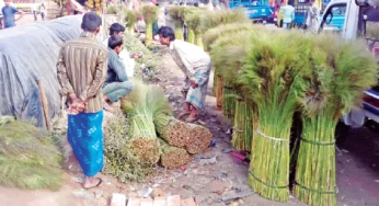 ক্ষতির মুখে রাজ্যের ফুলঝাড়ু ব্যবসায়ীরা