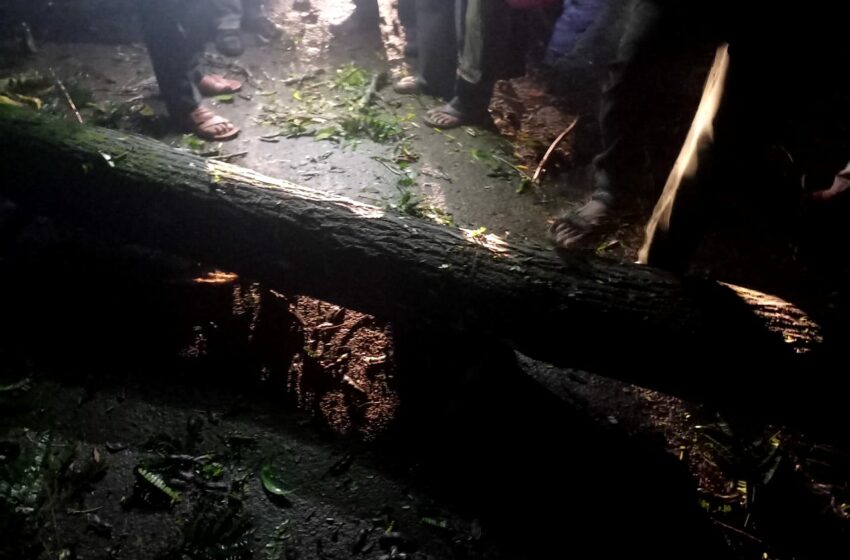 গাছ ভেঙে গুরতর আহত মধুপুর থানার ওসি বুদ্ধ দেববর্মা এবং কনস্টেবল শাহজাহান মজুমদার