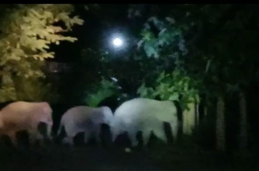 তেলিয়ামুড়া গ্রামীণ জনপদে ফের হাতির আনাগোনা!!!