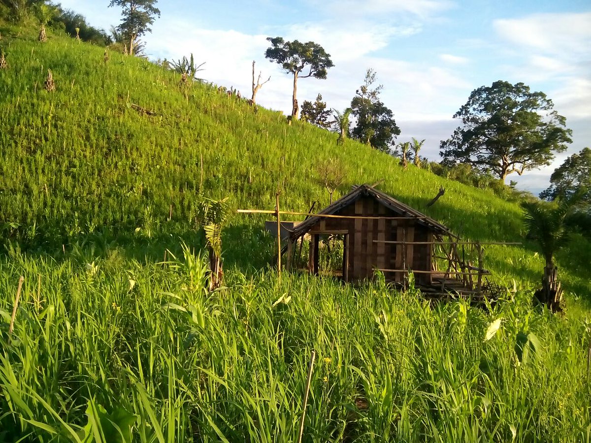জুমের ভালো ফলন, খুশি জুমিয়ারা