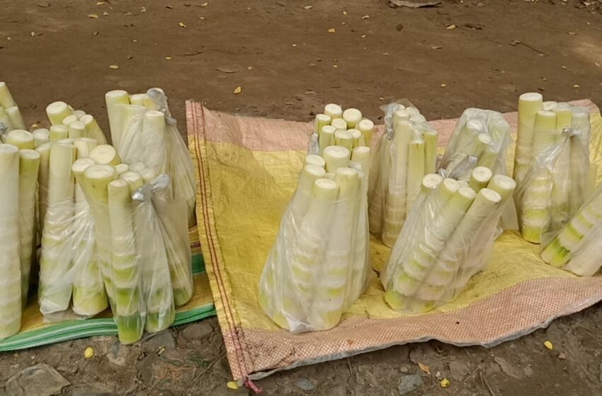জুম নির্ভর জীবন!!