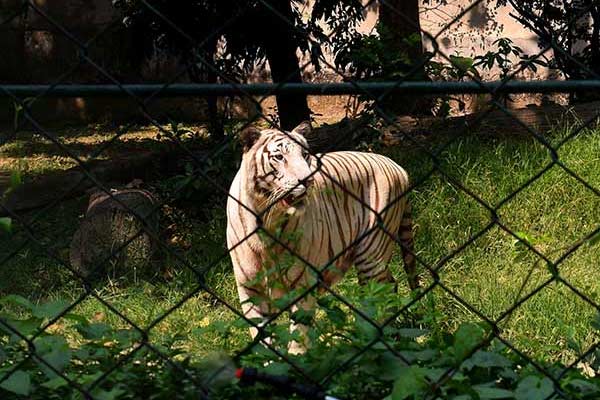  সিপাহিজলা চিড়িয়াখানায় অভুক্ত মাংসাশী প্রাণীরা