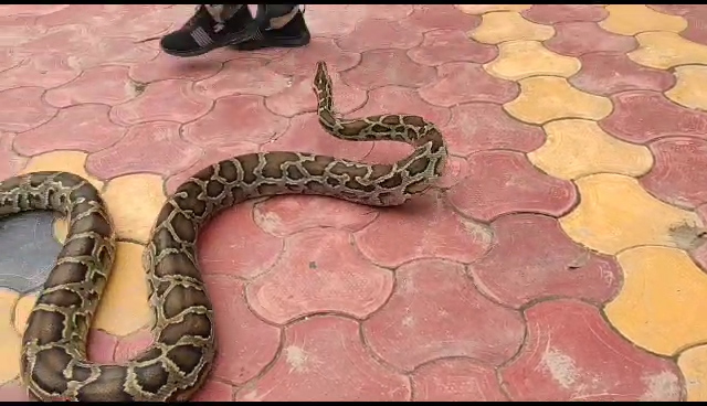  ঠাকুর ঘরের ছাদ থেকে উদ্ধার অজগর!!!