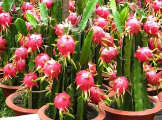  আয়ের রাস্তা দেখাচ্ছে ড্রাগন ফল চাষ!!