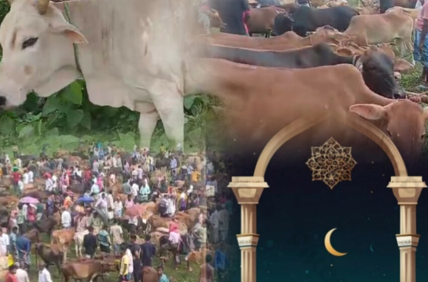 গবাদিপশুর হাট, আকাশছোঁয়া মূল্য!!