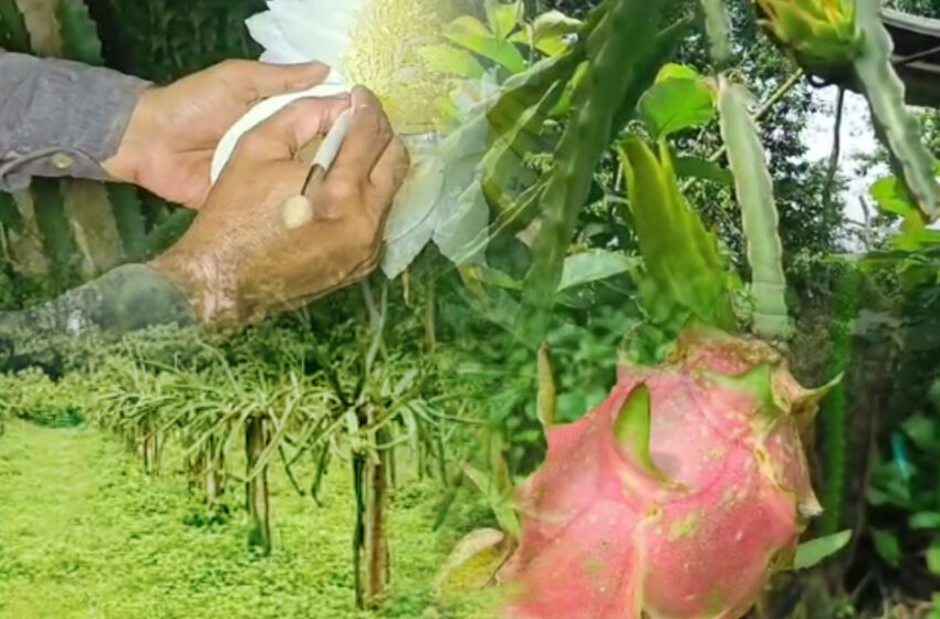 ভিন্ন প্রজাতির ড্রাগন ফল চাষ করে তাক লাগালেন সমীর বাবু!!