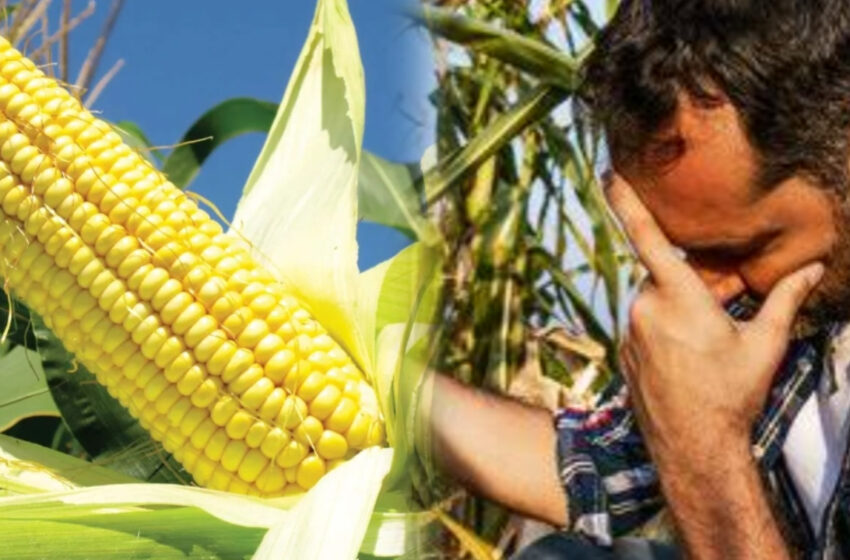  কাঞ্চনপুরে ভুট্টার রেকর্ড উৎপাদন, বাজারে বিক্রি নেই হতাশায় কৃষক!!