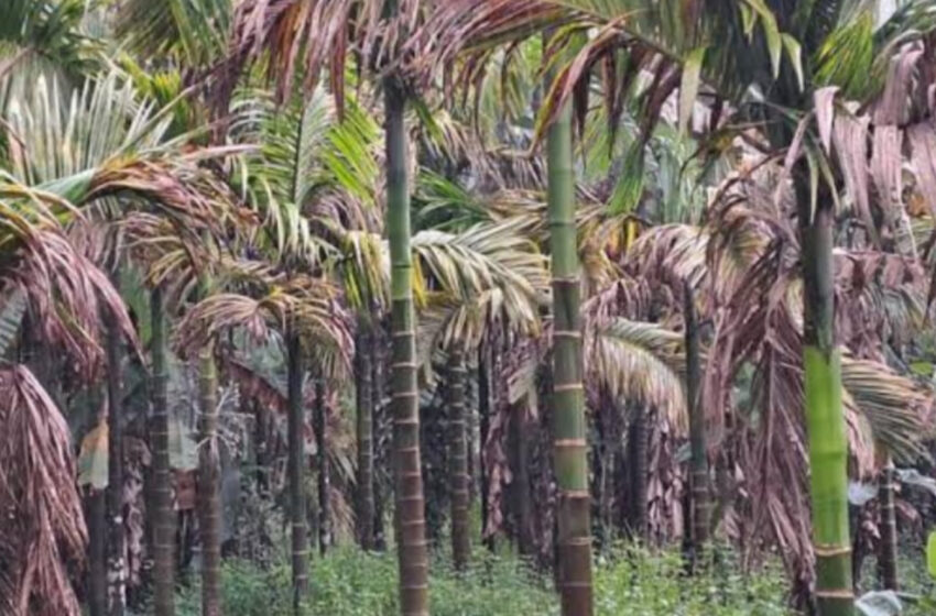 রোগে আক্রান্ত সুপারি বাগান,ক্ষতির মুখে চাষিরা!!
