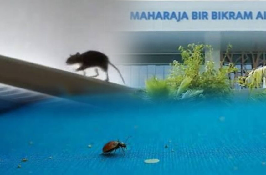  বিমানবন্দর নতুন টার্মিনাল ভবনে পোকামাকড়ের যন্ত্রণায় অতিষ্ঠ যাত্রী!!