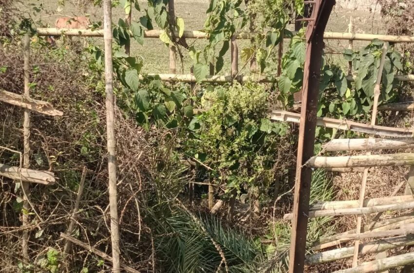 কাঁটাতারে মরচে, সীমান্ত রক্ষায় বাঁশের বেড়া!