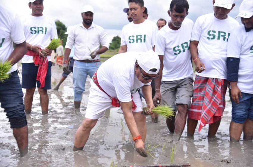  খেতে নেমে ধানের চারা রোপণ, কৃষকদের উৎসাহ কৃষিমন্ত্রীর!!