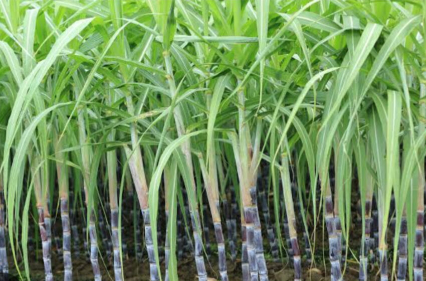 সরকারী সাহায্য পেলে লাভবান হবে রাজ্যের আখ চাষিরা!!