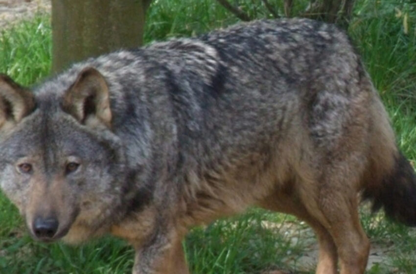  আইইউসিএনের বিপজ্জনক তালিকায় চলে গেল ভারতীয় নেকড়ে!!