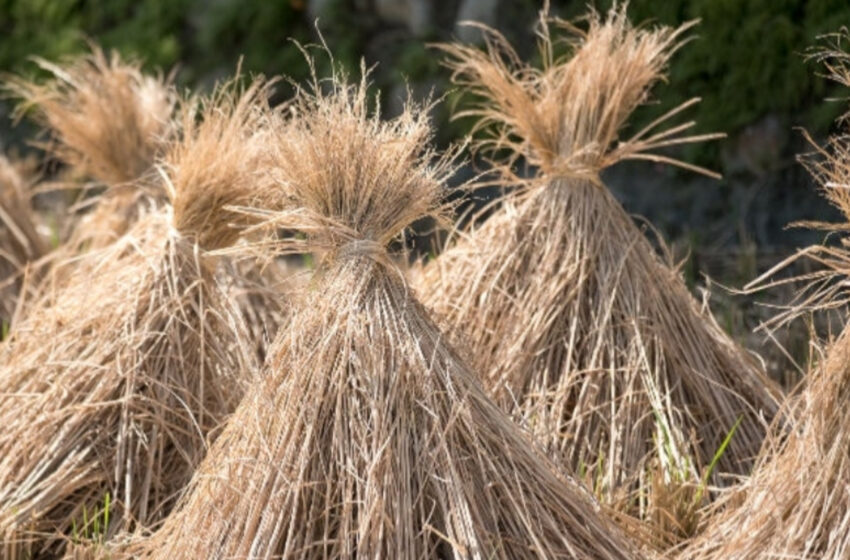  বিলুপ্তির পথে গ্রাম ত্রিপুরার ছন!!