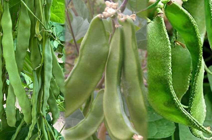  বামুটিয়ার নানা স্থানে ফলন বৃদ্ধি, শিমের চাষিদের মুখে হাসি!!