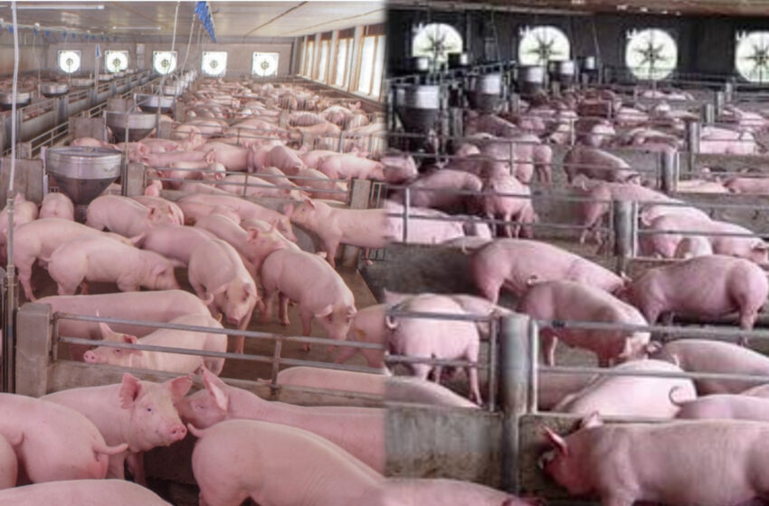  ফেনীর তীরে এক স্বপ্নের জগতে!!