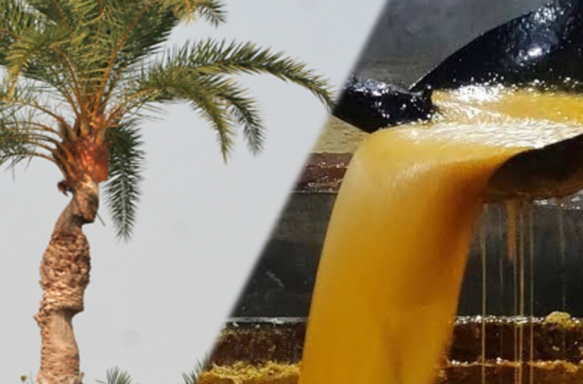  নতুন প্রজন্ম খেজুর গুড় তৈরিতে ফিরতে চাইলেও খেজুরগাছ কই!