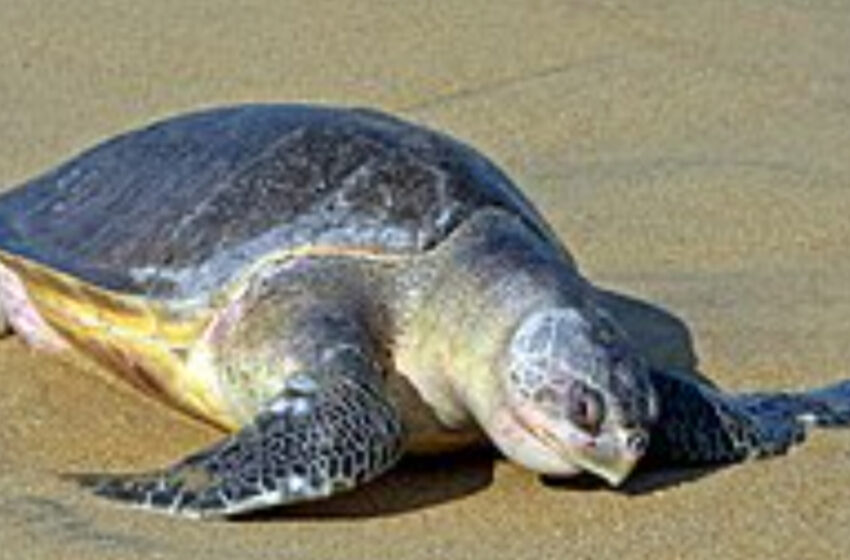  গঙ্গা থেকে উদ্ধার করে দুই অলিভরিডলেকে সাগরে ফেরাল বনদফতর!!