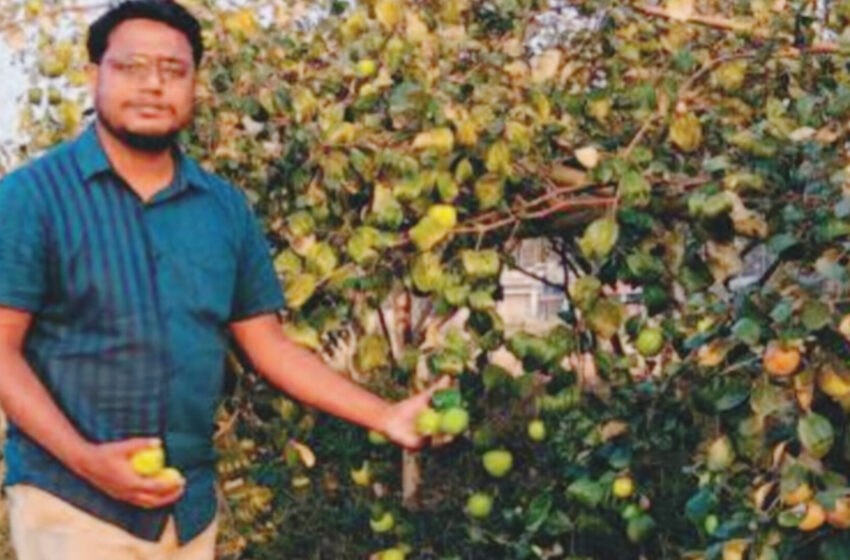  শিক্ষিত বেকার যুবকদের সামনে,উচ্চশিক্ষিত অনুপ খুলে দিলো ফল চাষে সম্ভাবনার দ্বার!!