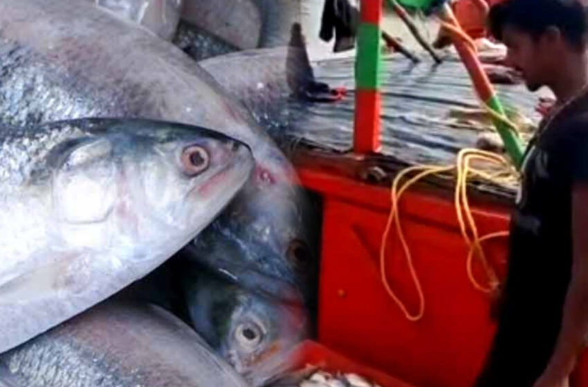  অসময়ের ইলিশ ধরা পড়তেই খুশির আবহ!!