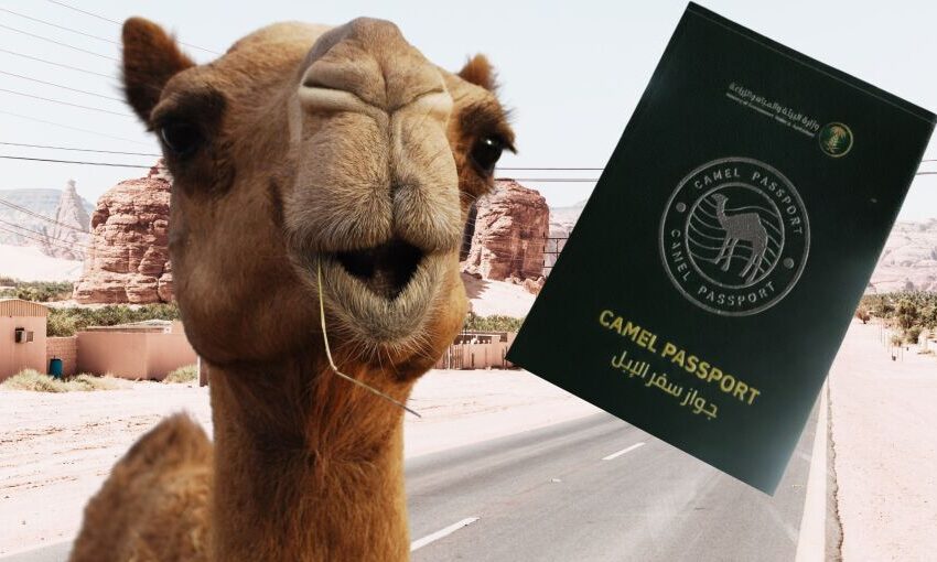  পাসপোর্ট হবে উটেরও, সৌদি আরবে চালু নয়া ব্যবস্থা!!